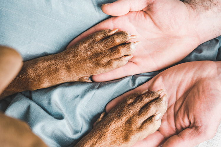 The 5 Dog Breeds Most Likely To Bite Legal News Online