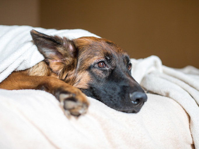 Canine-Influenza