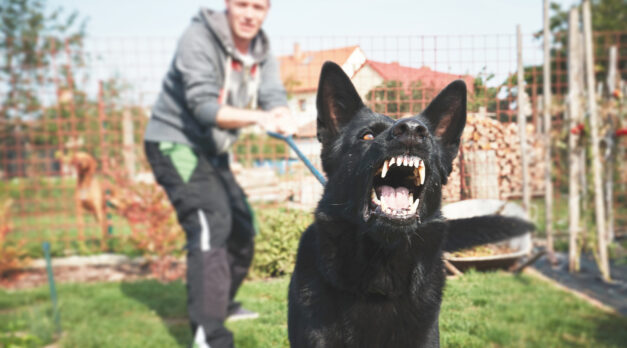Aggressive dog is barking. Young man with angry black dog on the leash.